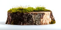 Tree stump with green moss growing on top isolated on white background, natural forest element for landscaping and terrarium design.