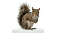 Fluffy brown squirrel with bushy tail standing on white surface, isolated on white background for wildlife and nature stock photography.