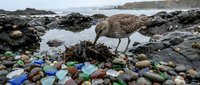 Shorebird foraging among colorful sea glass and plastic debris on rocky coastline. Environmental pollution impact on wildlife habitat and marine ecosystem.