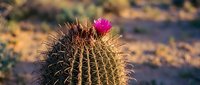 Barrel cactus with bright pink flower blooming in desert landscape during golden hour sunlight creating warm atmospheric background for nature photography.