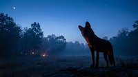 Dog howling at moon during blue hour twilight with campfire in forest clearing creating atmospheric outdoor adventure scene.