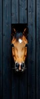 Brown horse with white blaze peeking through dark wooden stable door, looking directly at camera. Equine portrait for farm, ranch, and animal-related projects.