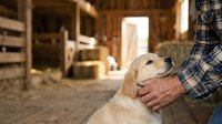 Farmer in plaid shirt petting golden retriever in rustic barn setting. Domestic dog and male owner bonding outdoors on farm property.