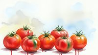 Fresh ripe red tomatoes with green stems arranged in row, watercolor painting style on white background for healthy food and cooking designs.
