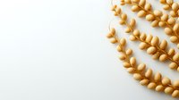 Golden leaf vine pattern on white background, decorative botanical element with delicate curved branches and small oval leaves arranged in flowing lines.