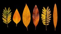 Autumn leaves collection in orange, yellow, brown and green tones, isolated on transparent background. Great for clipart, stickers, t-shirt design, sublimation and print on demand.
