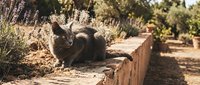 Tabby cat sitting on rustic brick wall in sunny garden with dried plants and shrubs, outdoor pet portrait for lifestyle and nature content.