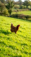 Brown hen walking on lush green grass in sunny countryside meadow with blurred pastoral landscape background for organic farming and agriculture concepts.
