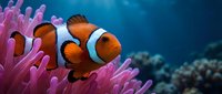 Clownfish swimming among vibrant pink anemone tentacles in tropical coral reef environment for marine life and ocean conservation content.