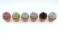 Six colorful succulent plants in terracotta pots arranged in row on white background, isolated houseplants for home decor and gardening projects.