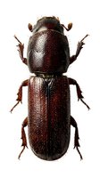 Dark brown beetle with textured exoskeleton and segmented body, isolated on white background. Suitable for entomology, nature education, scientific illustration, and design projects.