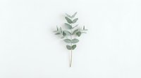 Isolated eucalyptus branch with green leaves arranged in symmetrical pattern on white background, ready for design projects, botanical illustrations, and decorative applications.