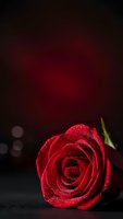 Red rose with water droplets on dark burgundy background for romantic occasions and Valentine's Day celebrations.