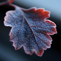 Frosted autumn leaf with detailed veins and texture in deep burgundy red tones against dark background, macro photography showing delicate crystalline patterns.