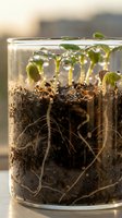 Young green seedlings sprouting from dark soil in transparent glass container with visible root system and water droplets on leaves for gardening concepts.