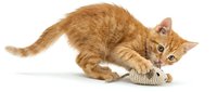 Ginger tabby kitten playing with rope toy on white background, isolated for pet care and animal design projects.