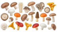 Collection of various edible mushroom species isolated on white background for culinary and cooking design projects.
