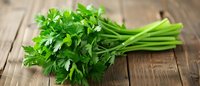 Fresh green parsley bunch with stems on rustic wooden table background for cooking and culinary applications.
