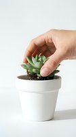 Hand planting a small green succulent into a white ceramic pot on a light background, showcasing home gardening and plant care.