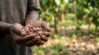 Farmer holding freshly harvested cocoa pods in hands with plantation background, agricultural work and crop production.