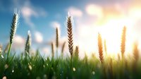 Golden wheat ears against sunset sky with bokeh effect and morning dew drops on green grass. Natural agricultural background for harvest season.