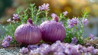 Fresh purple onion bulbs with water drops on soil, surrounded by delicate pink flowers and green herbs in garden setting, soft bokeh background.