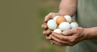 Farmer holding fresh eggs in hands against blurred natural background. Suitable for agriculture, farming, food production, and organic product marketing materials.