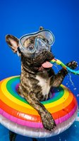 Brindle and white French Bulldog wearing diving goggles sitting on colorful rainbow inflatable ring, holding water gun against blue background for summer fun and pet lifestyle concepts.