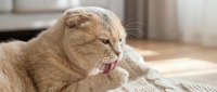 Ginger tabby cat with folded ears licking its paw while sitting on a beige carpet in a bright home interior with soft natural light and blurred furniture background.