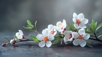 Delicate white cherry blossoms with pink centers on branch with green leaves against blurred gray background, perfect for spring seasonal designs.