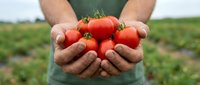 Farmer holding fresh red tomatoes in cupped hands at organic farm field. Agricultural harvest concept for healthy eating and sustainable farming practices.