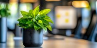 Fresh green basil plant growing in modern black ceramic pot on wooden table with blurred restaurant interior background, selective focus.