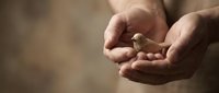 Small bird chick nestled safely in protective cupped hands showing care, rescue and wildlife protection concept for nature conservation campaigns.