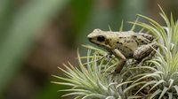 Small brown frog sitting on spiky air plant with blurred green background in natural outdoor environment for wildlife and nature photography projects.