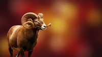 Majestic bighorn sheep ram with curved horns standing proudly against warm golden sunset background, wildlife photography concept for nature themes.