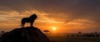 Majestic lion silhouette standing on rocky outcrop during golden sunset in African savanna with acacia trees scattered across vast plains creating dramatic wildlife scene.