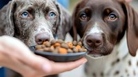 Two adorable mixed breed puppies with striking blue and brown eyes eagerly waiting for their nutritious kibble meal from caring human hand.