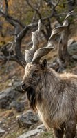 Wild mountain goat with curved horns standing in rocky terrain during autumn season for wildlife photography and nature documentation.