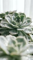 Fresh green succulent plant with water droplets on leaves creating natural spa wellness atmosphere for home decor and gardening concepts.