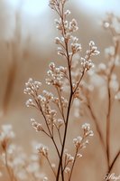 Delicate white wildflowers on brown stems against soft blurred background in sepia tones create dreamy natural composition for wall art and greeting cards.