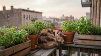 Tabby cat resting on wooden bench surrounded by potted herbs and plants on urban rooftop garden with city skyline backdrop, suitable for lifestyle and gardening content.
