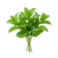 Fresh mint bunch with vibrant green leaves isolated on white background, ready for culinary, beverage, and wellness design projects.