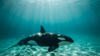 Majestic orca whale swimming gracefully in deep turquoise ocean waters with dramatic sunlight rays filtering through surface creating ethereal underwater scene.