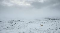 Solitary sheep grazing on snow-covered rolling hills under overcast winter sky, suitable for rural, agricultural, and seasonal marketing materials.