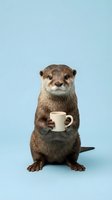 Cute otter holding coffee mug on blue background for humorous animal concepts and morning beverage advertising campaigns.