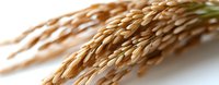 Mature wheat ears with golden grain heads isolated on white background, ready for agricultural and food industry design projects.
