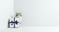 Tabby and white cat peeking out of white gift box with navy blue ribbon bow on white background, isolated for greeting cards and holiday designs.