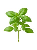 Fresh green basil herb plant isolated on white background, ready for culinary, cooking, and food design projects.