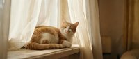 Ginger and white tabby cat resting on windowsill with sheer curtains, relaxed pet lounging in natural sunlight for home and lifestyle content.