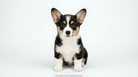 Adorable tricolor Corgi puppy sitting on white background, isolated cute dog with black brown and white fur, pet portrait for design projects.